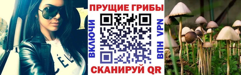 площадка формула  MEGA вход  Будённовск  Галлюциногенные грибы Psilocybe 